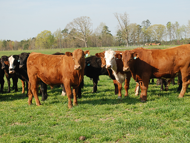 A recent analysis shows some costs at commercial cow/calf operations are pulling down any potential profits.(DTN/Progressive Farmer photo by Becky Mills)